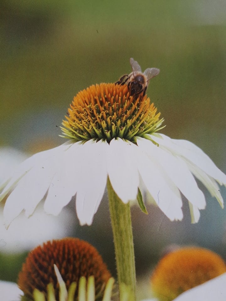 affiche journée plante et abeilles