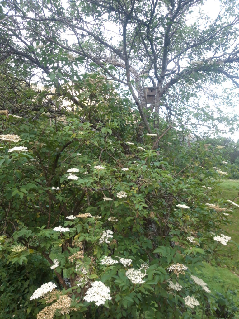 nichoir à mésange dans arbre