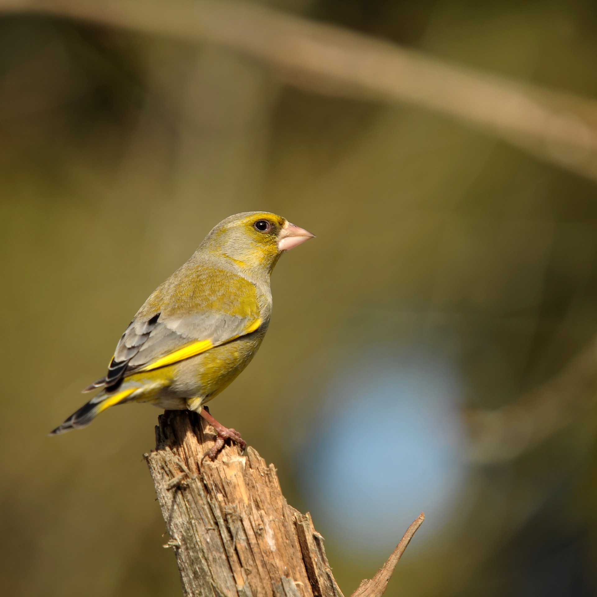 Nourrir les oiseaux en hiver, bonne ou mauvaise idée ? - Edition