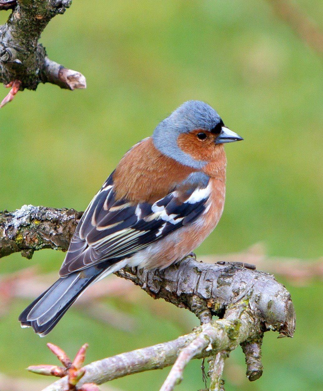 VRAI OU FAUX. Faut-il continuer de nourrir les oiseaux au printemps ? 