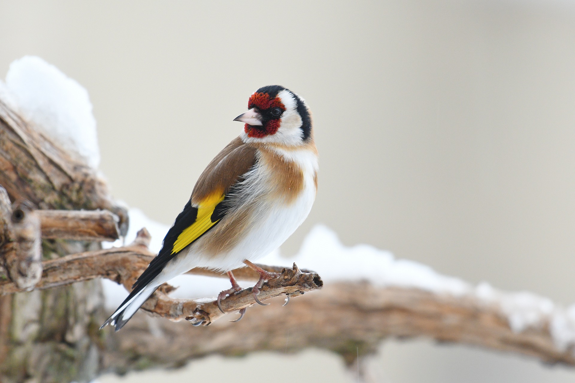 Nourrir les oiseaux en hiver, bonne ou mauvaise idée ? - Edition