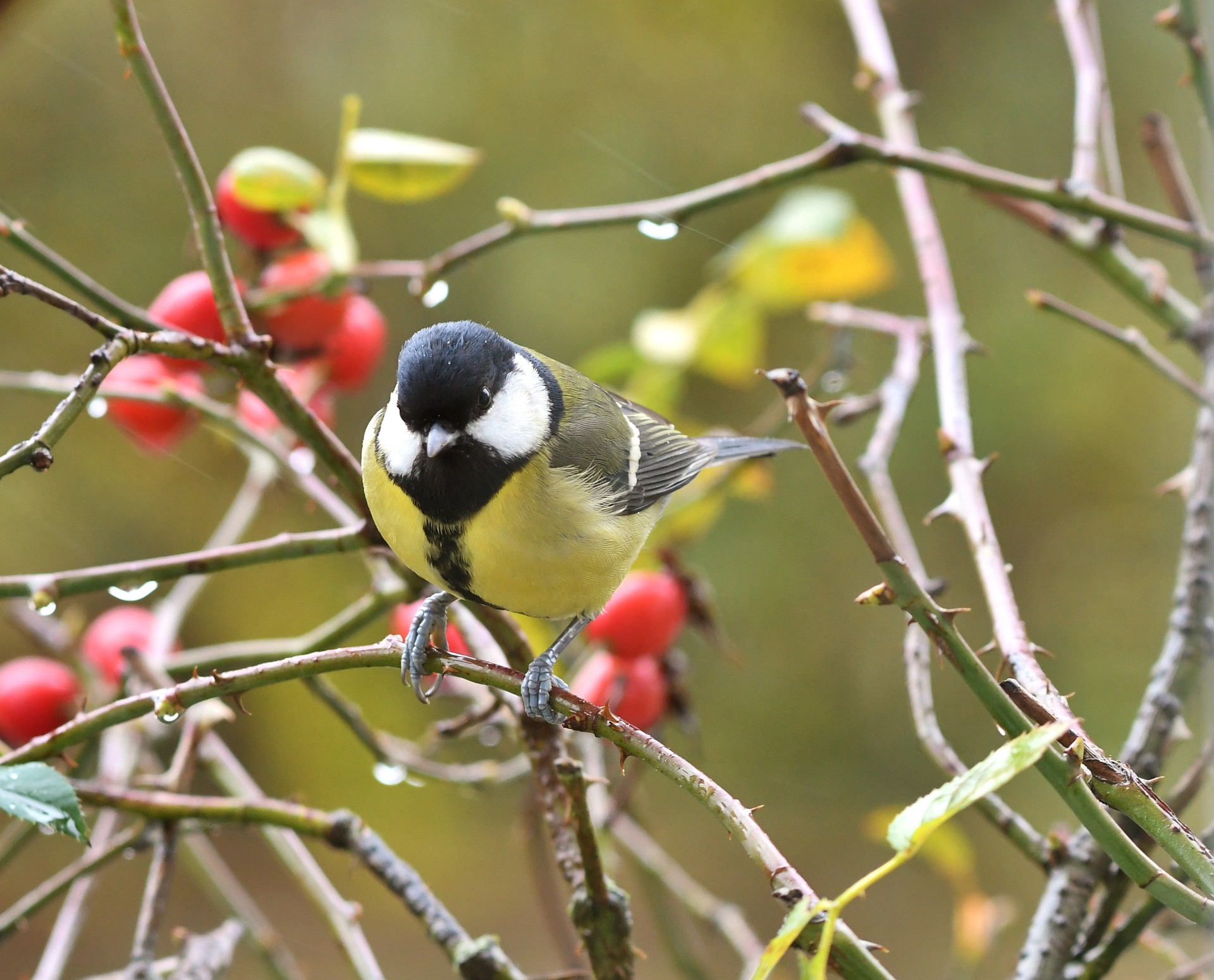 Animaux. Comment nourrir les oiseaux en hiver ?
