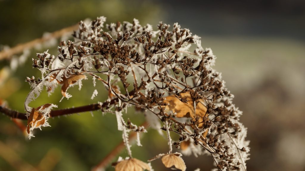 graines pour oiseaux