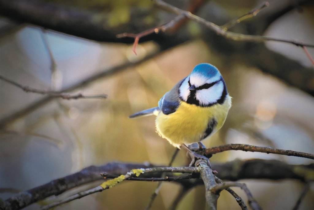 Nichoir à oiseaux : les 10 choses à savoir avant l'installation –  Gardenature