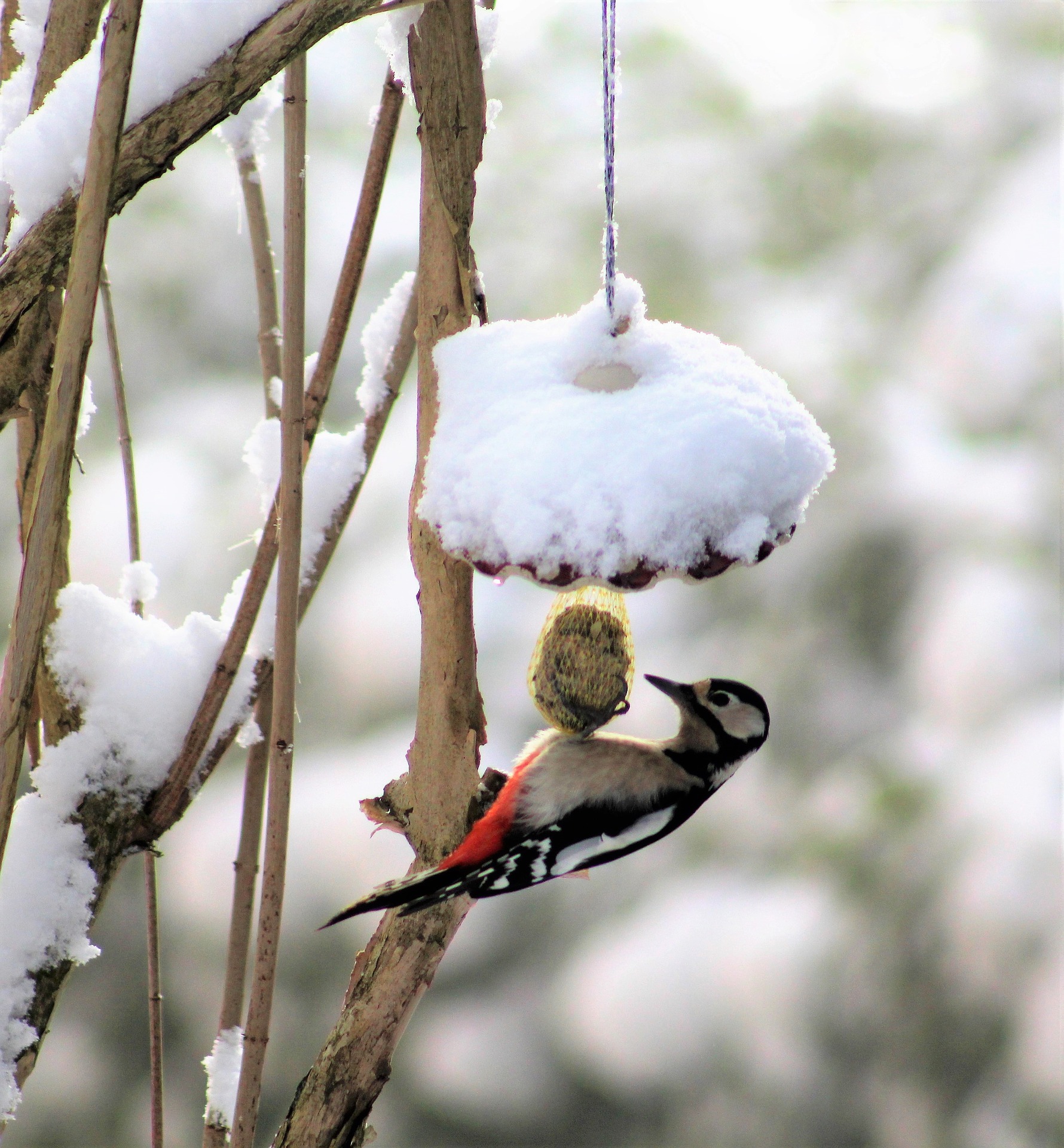Nourrir les oiseaux l'hiver (version longue) – biodiversité