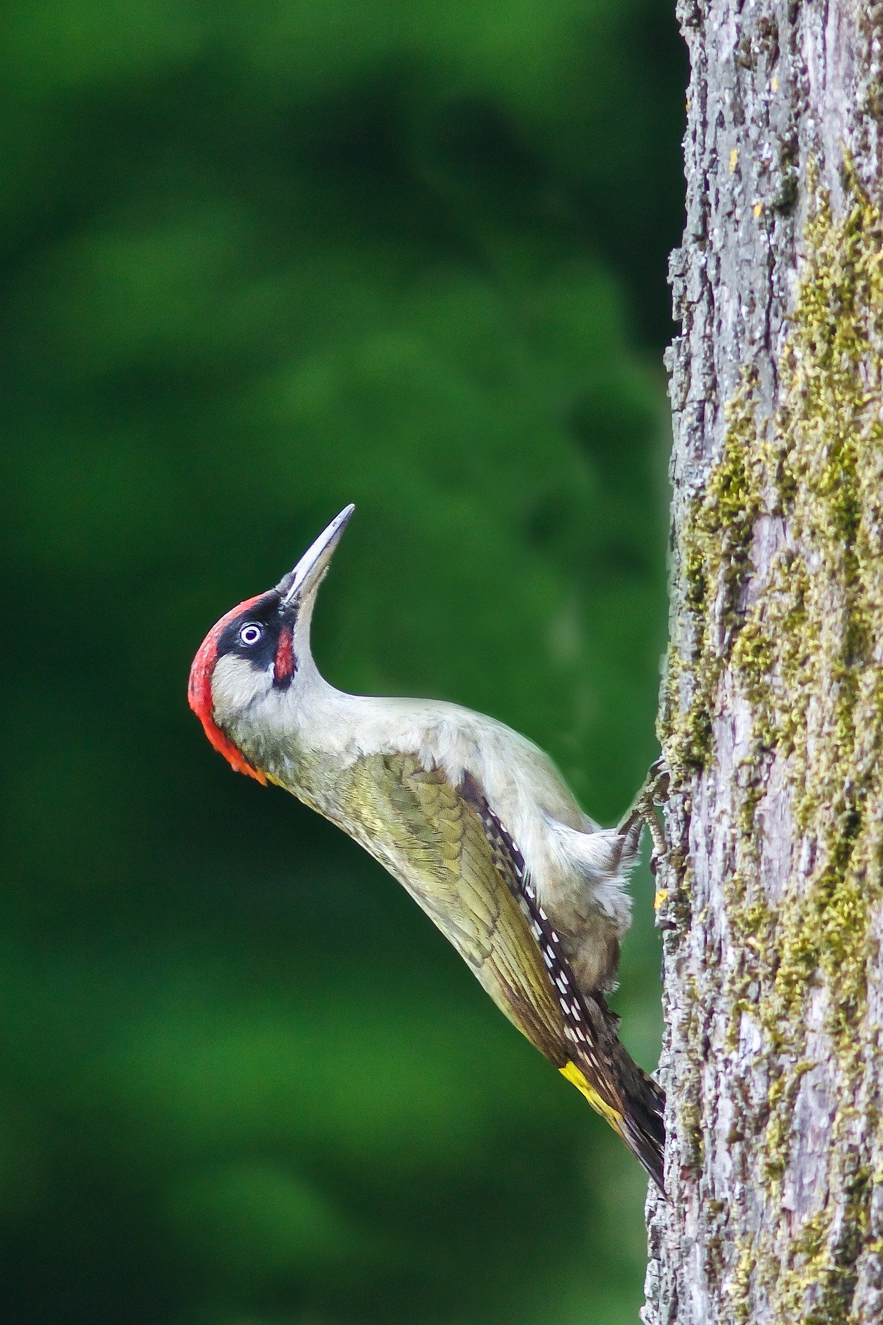 2 Pièces Nichoirs à Oiseaux Sauvages, Nichoirs à Oiseaux, Nichoir Oiseaux  Tissé, Nid Oiseau Fait à La Main, Nichoir Oiseaux Exterieur a Suspendre