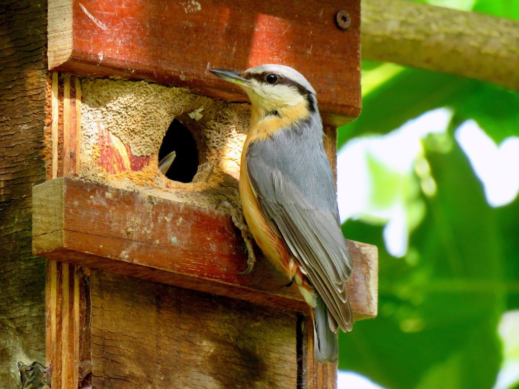 2 Pièces Nichoirs à Oiseaux Sauvages, Nichoirs à Oiseaux, Nichoir Oiseaux  Tissé, Nid Oiseau Fait à La Main, Nichoir Oiseaux Exterieur a Suspendre