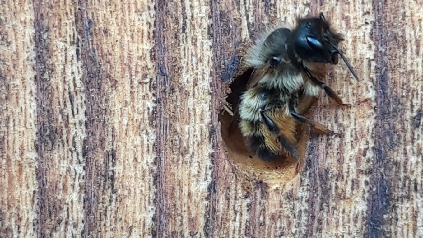 Les Abeilles Du Sous-Bois