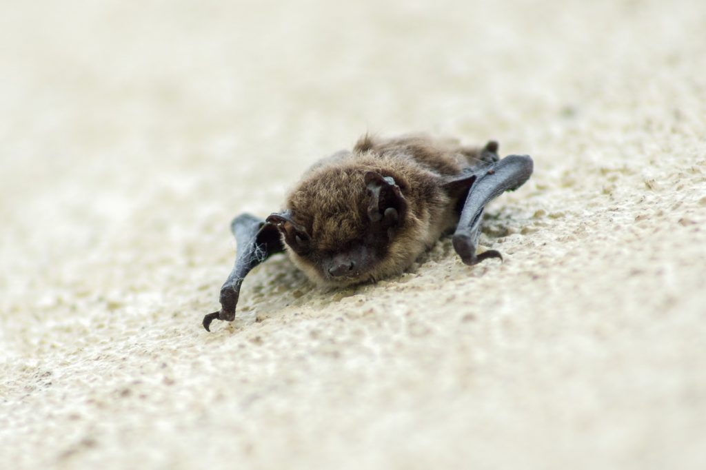 chauve-souris