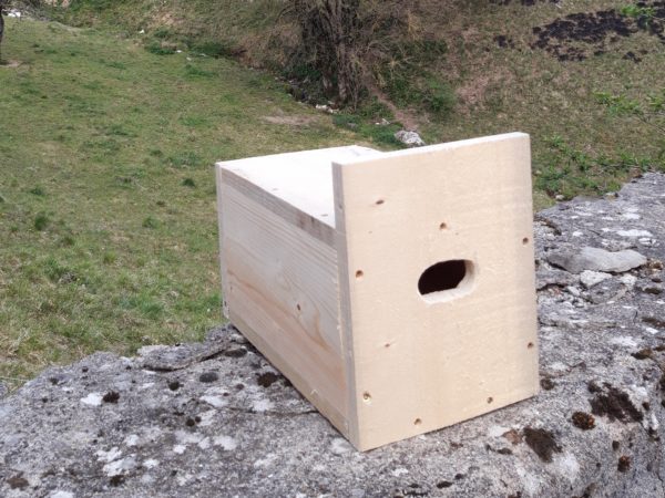 nichoir à martinet, oiseau