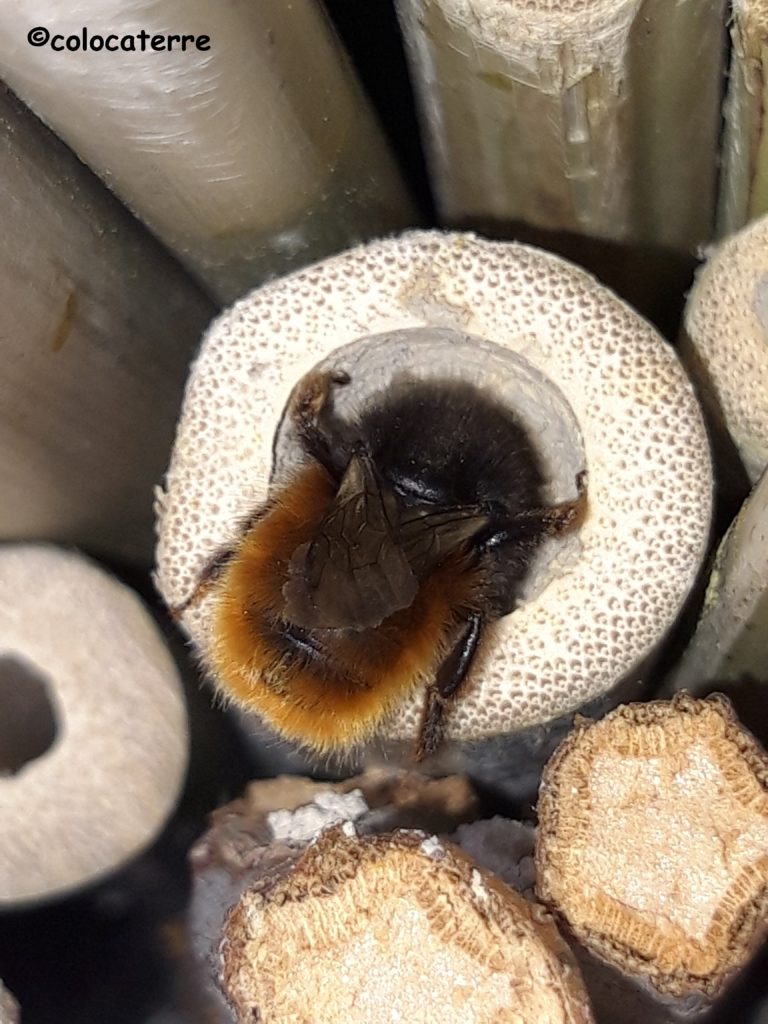 osmie cornue, abeille solitaire