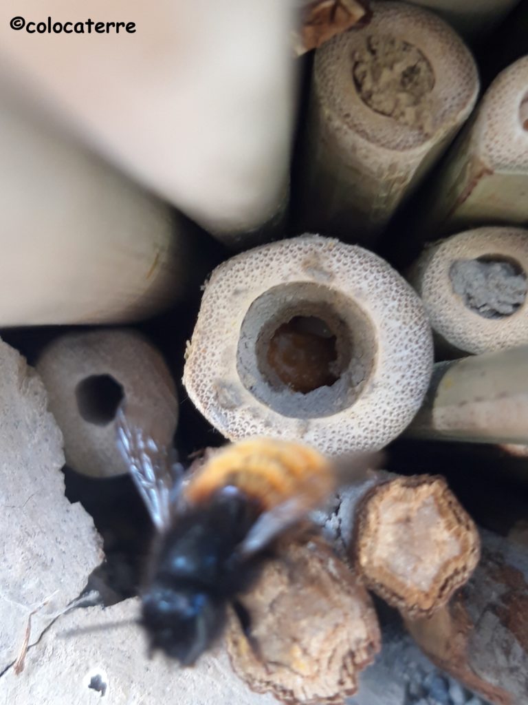 Les nids d'abeilles solitaires et sociales / Insectes n° 137 - Inra