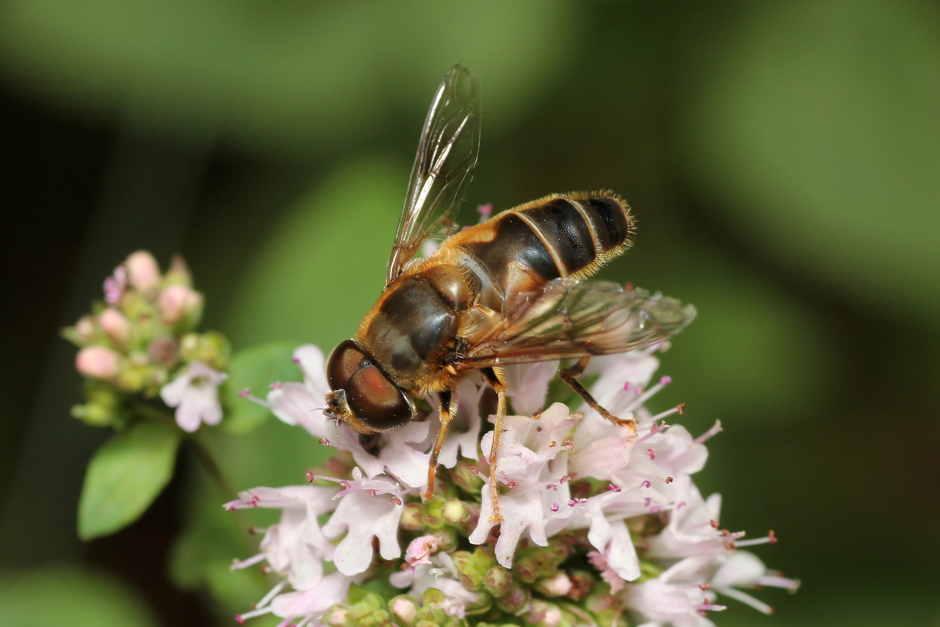 L’abeille la Reine, les ouvrières Hexabeille.fr L’abeille la Reine, les ouvrières Hexabeille.fr