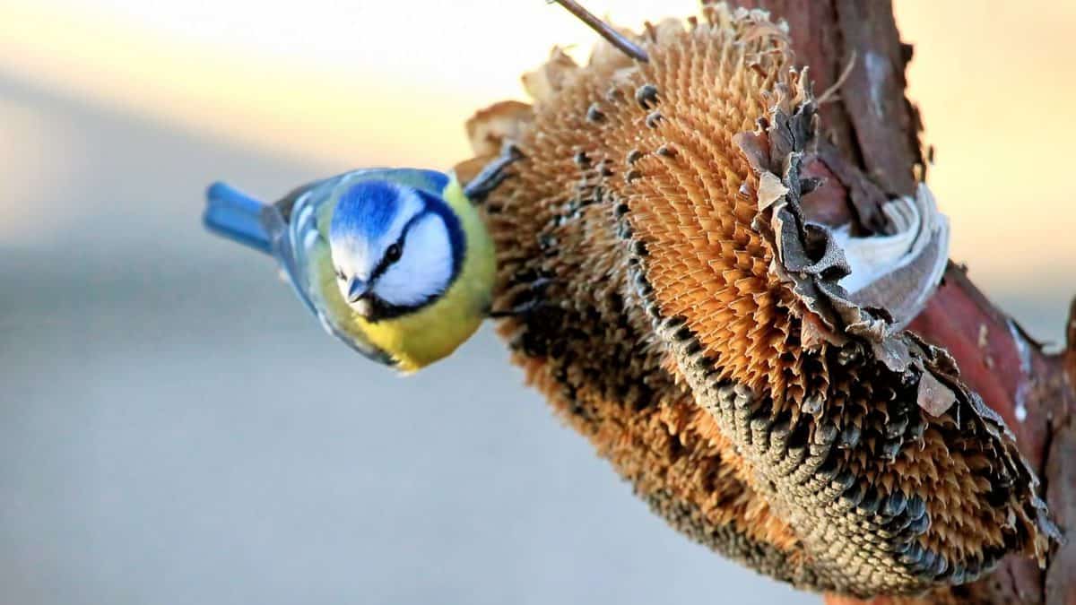 mésange bleue