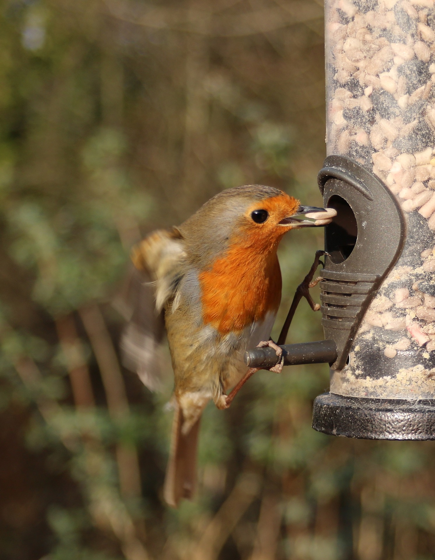 Rouge-gorge, l'oiseau ami des jardiniers