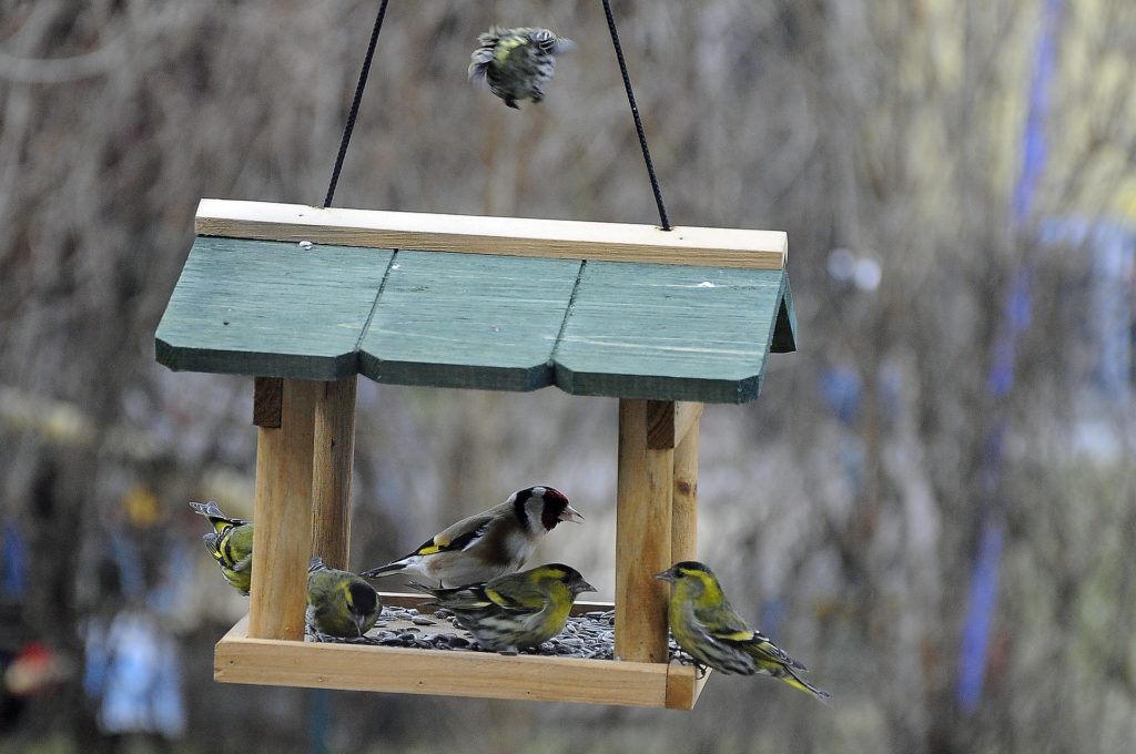 Mangeoires et nichoirs à oiseaux - La Cabane au Piaf : mangeoires