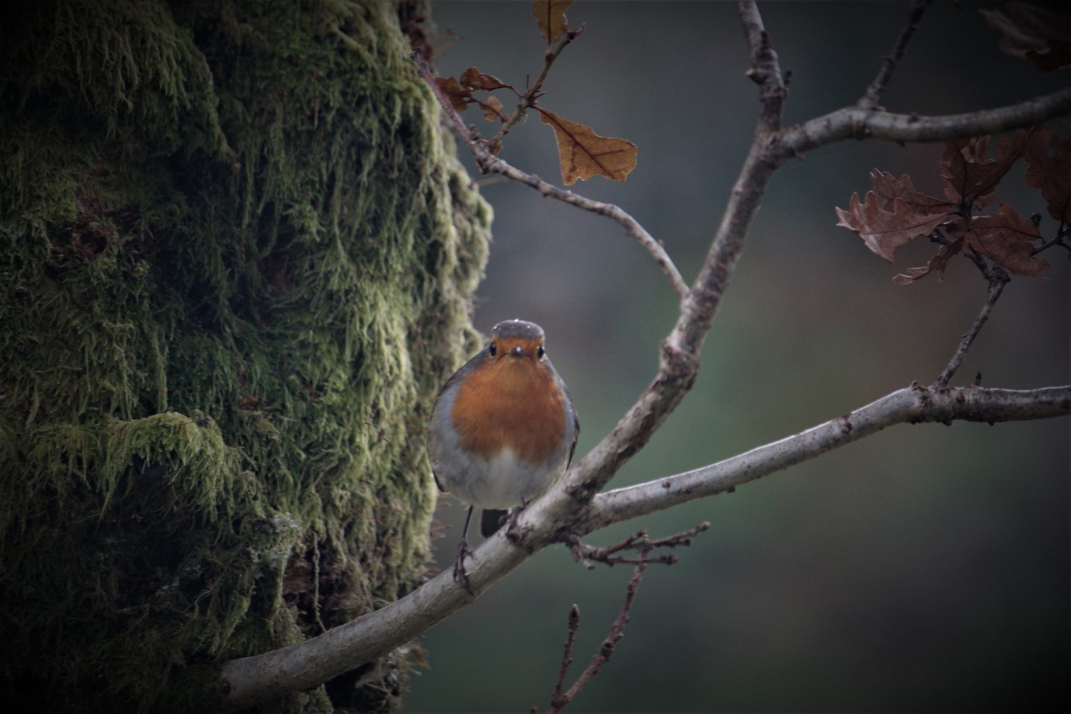 Le rouge gorge en hiver, un solitaire qui ne manque pas de ressources ...
