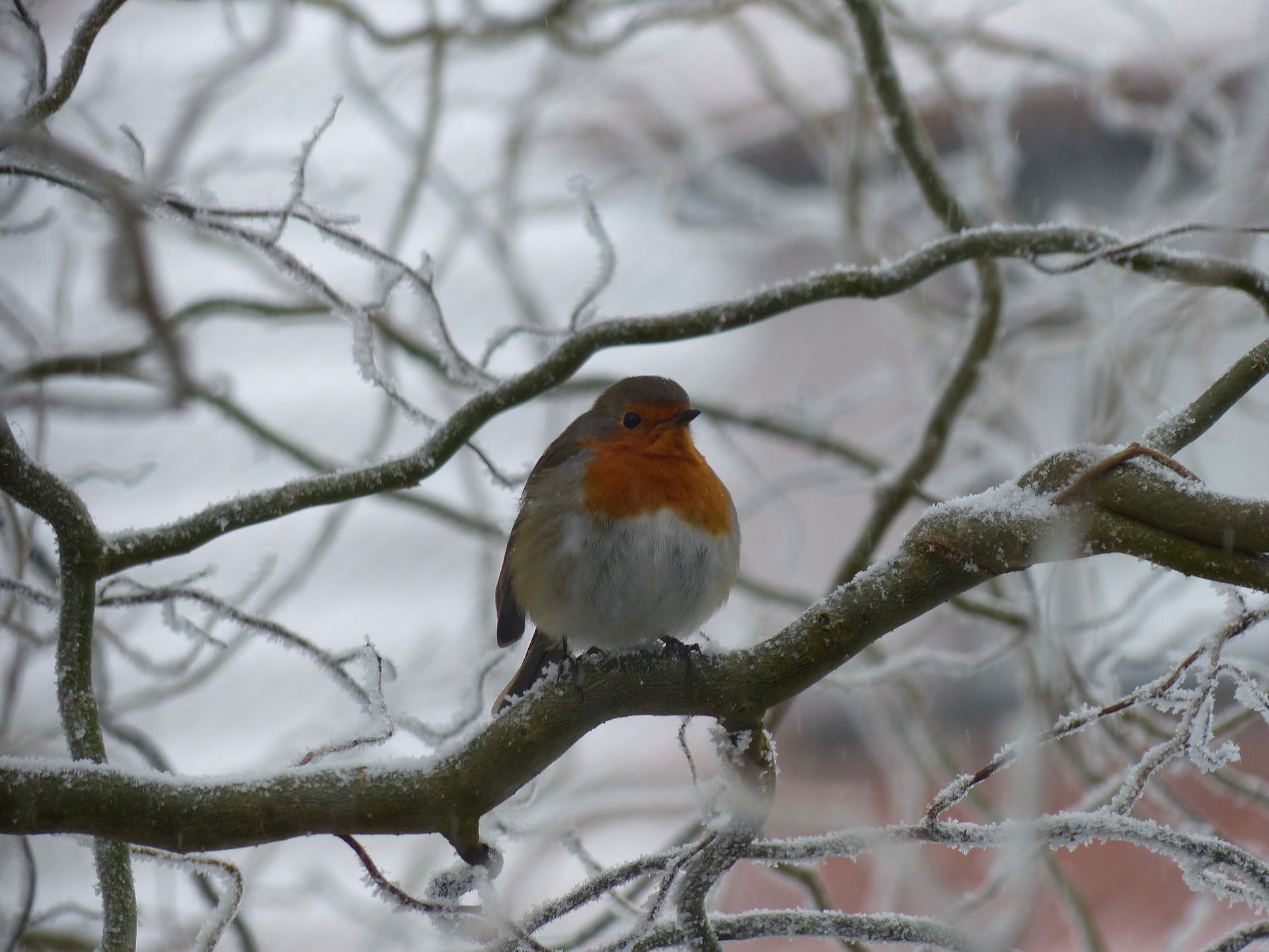 Le rouge-gorge et son nichoir – Animaux du Jardin